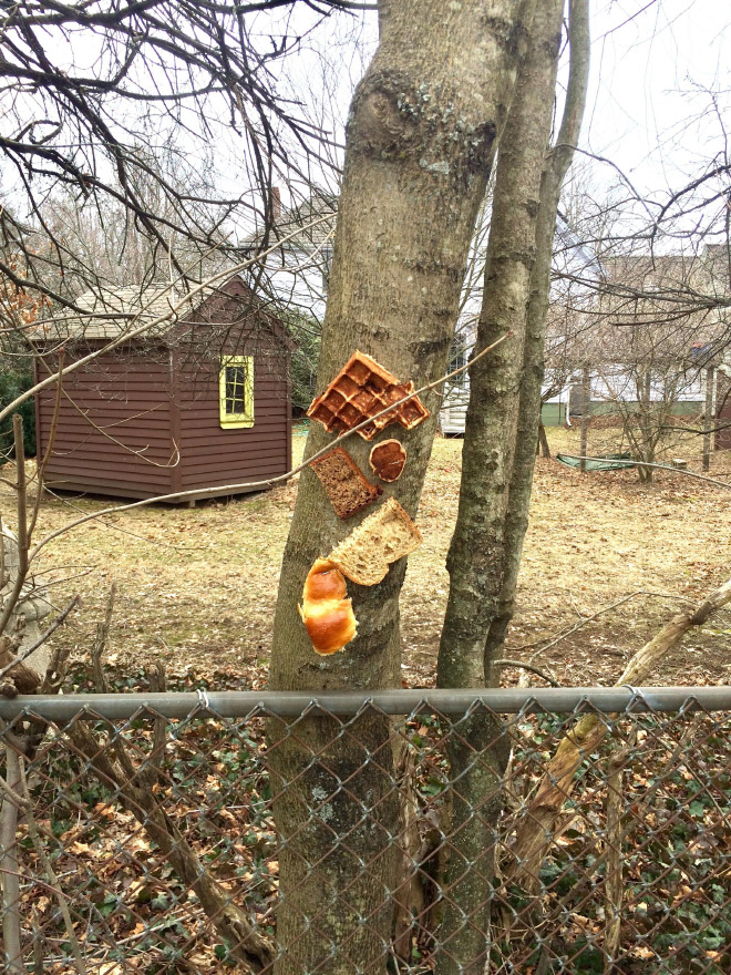 Various types of bread stapled to a tree.