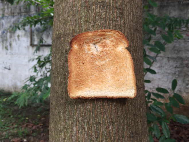 Toast stapled to a tree.