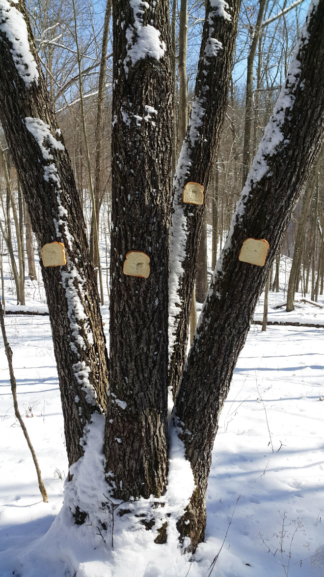The bread tree.