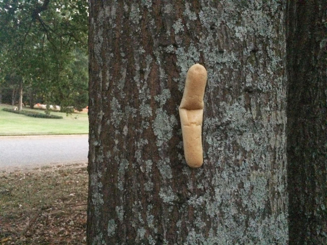Bread loaf stapled to a tree.