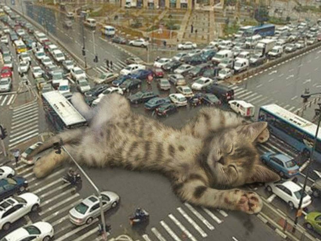 If huge kittens lived among us...