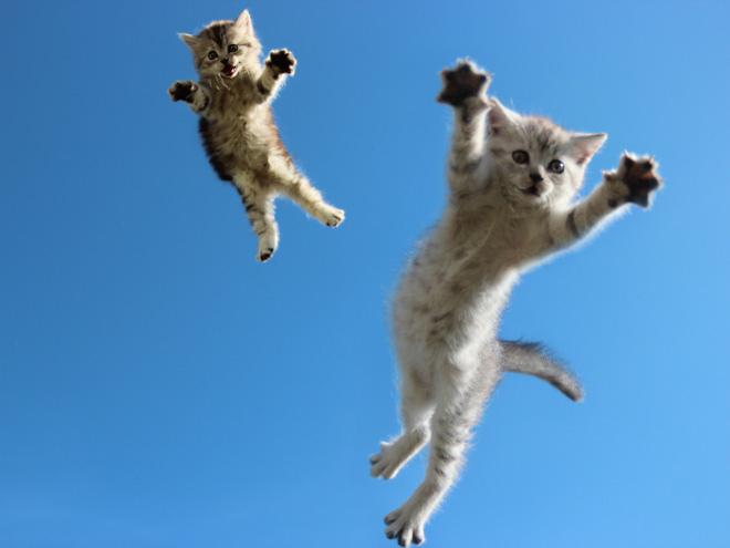 Cats leaving planet Earth.