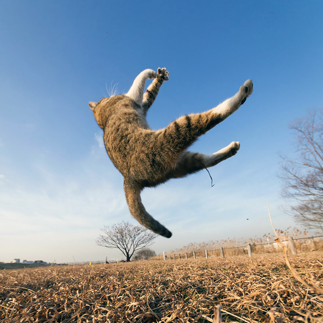 Cat leaving our planet.