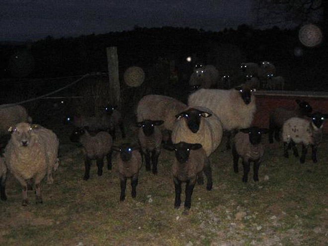 Sheep in the dark.