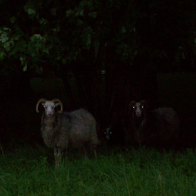 Sheep in the dark.