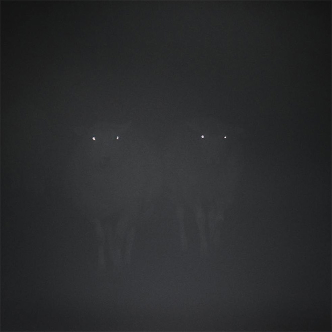 Sheep in the dark fog.