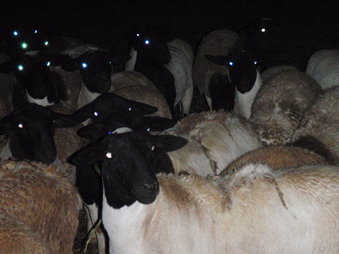 Sheep in the dark.