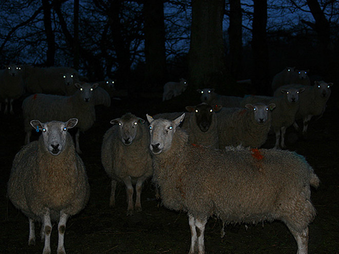 Sheep in the dark.