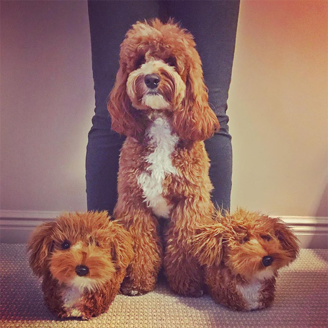 Dog posing with slippers that look just like him.