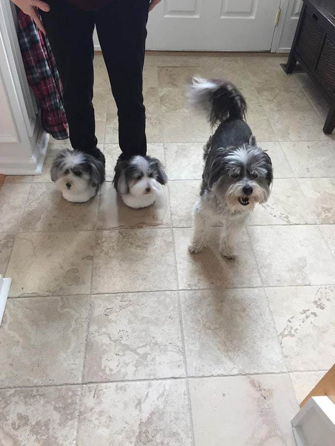 Realistic dog slippers.