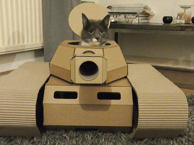 Cat posing in his tank.