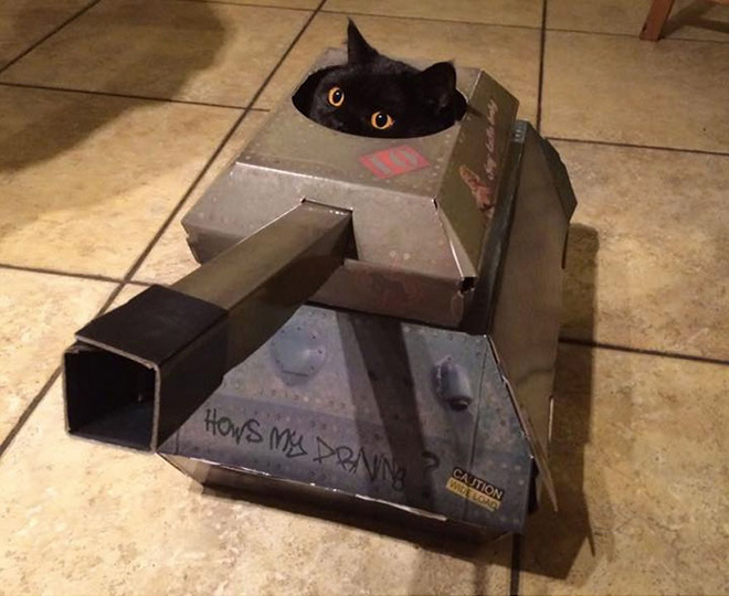 Cat in a DIY cardboard tank.