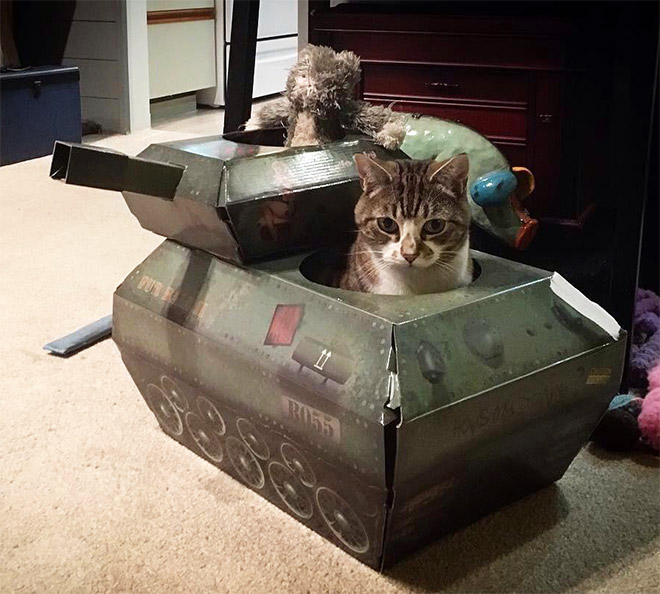 Cat in a cardboard army tank.