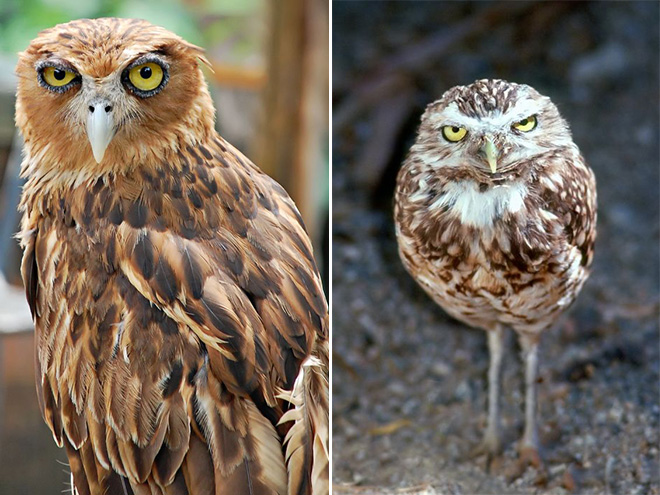 These owls are disappointed in you.