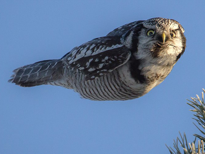 This owl hates you.