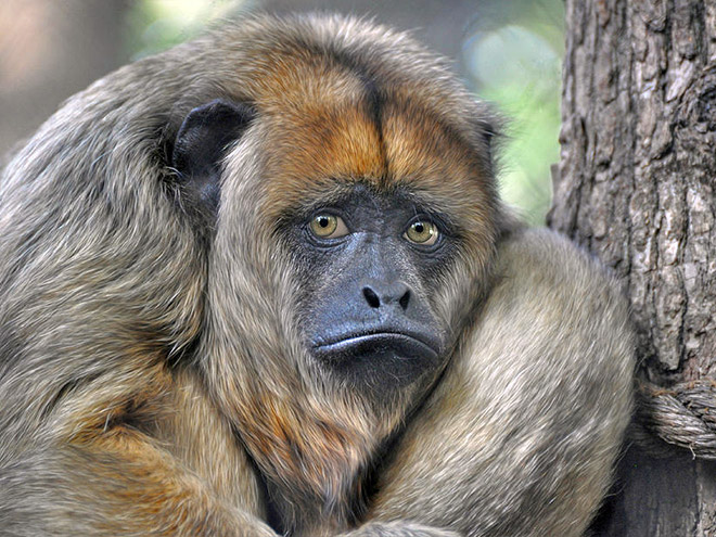 This monkey is disappointed in you.