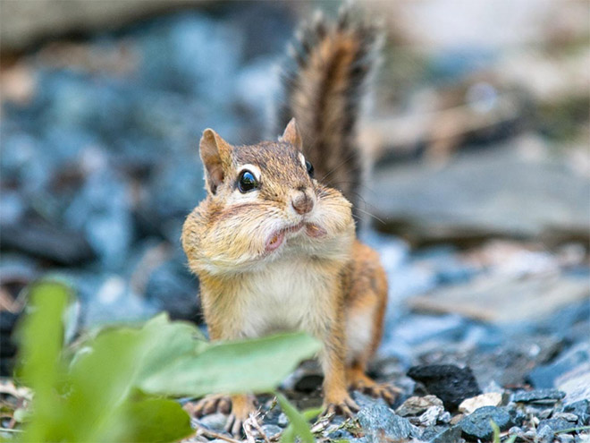 This squirrel is disappointed in you.