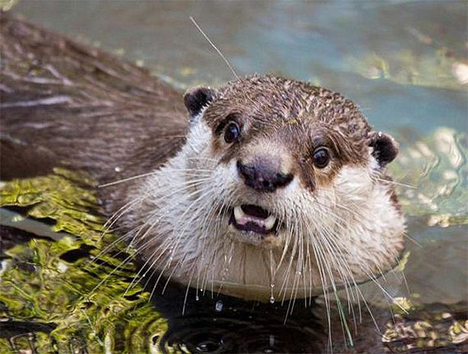 This otter is disappointed in you.