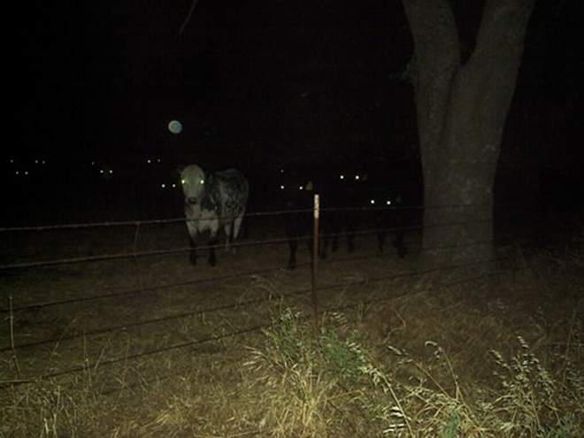 Creepy cows in the dark.