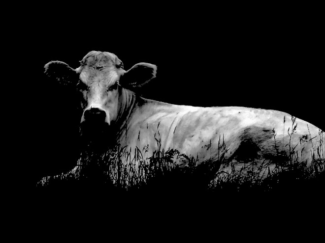 Creepy cow at night.
