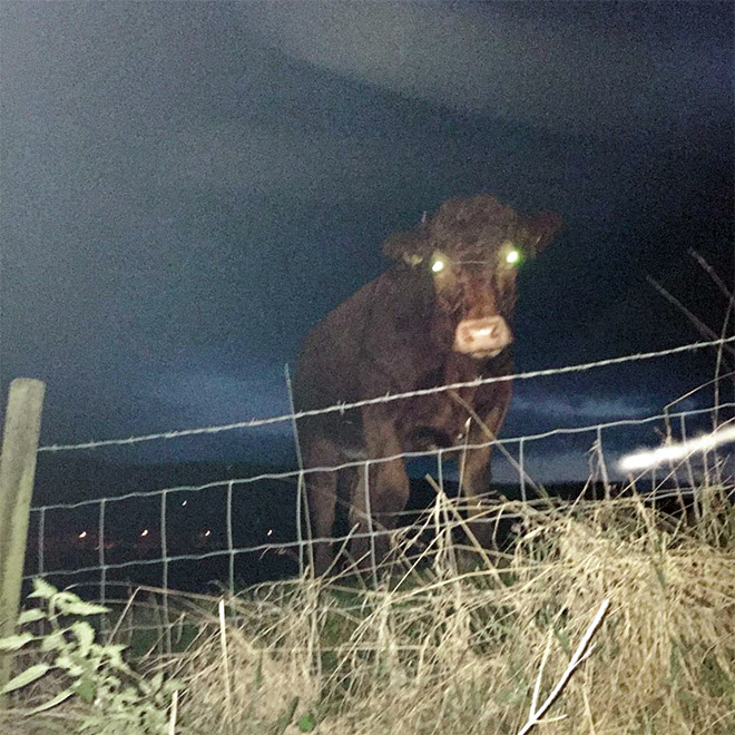 Demon cow with glowing eyes.