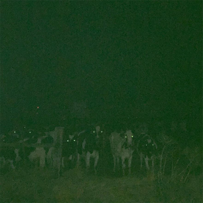 Creepy cows standing in the dark.