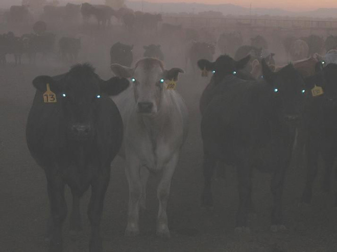 Creepy cows at night.