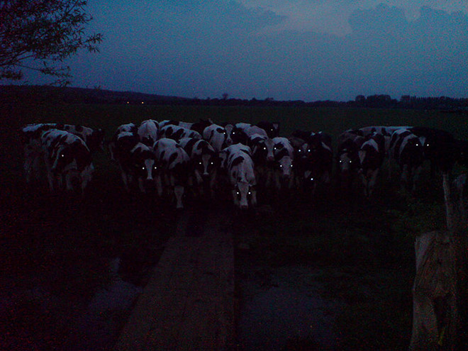 Cows in the dark look terrifying.
