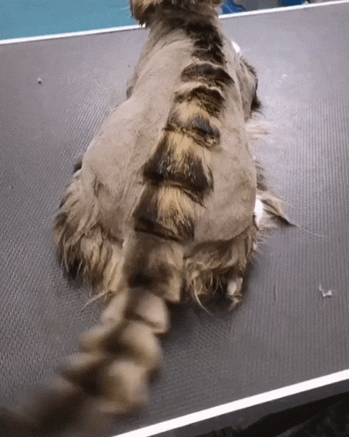 Weird viral trend: dinosaur cat haircut.