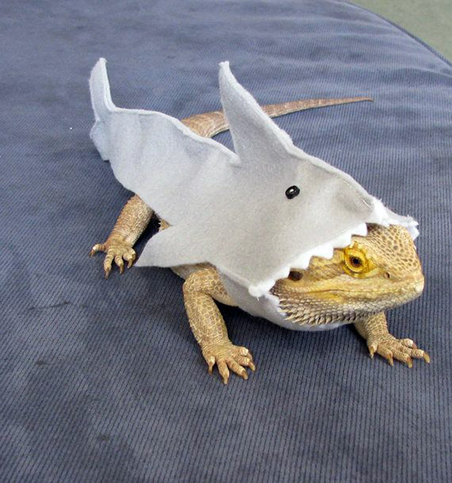 Pet lizard in a funny costume.