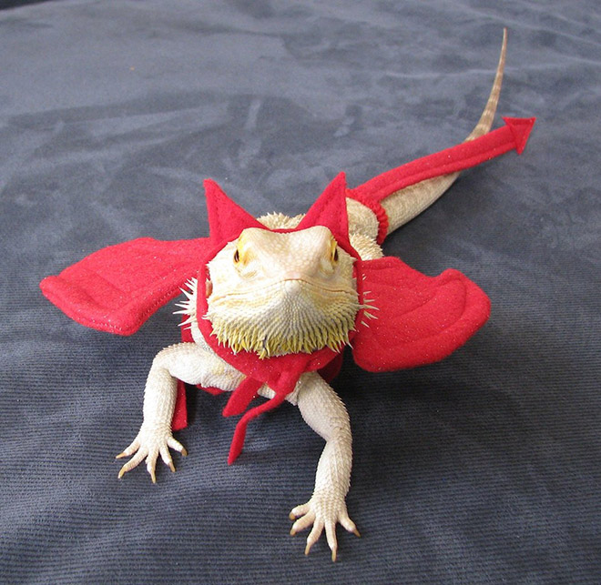 Pet lizard in a funny costume.