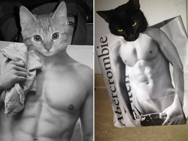 Hilarious cat in Abercrombie bag.