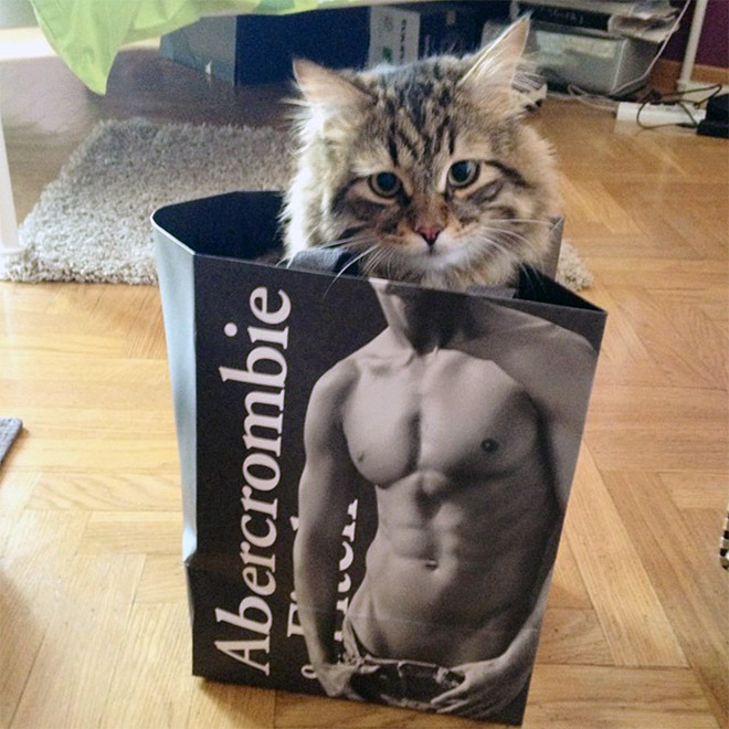 Hilarious cat in Abercrombie bag.