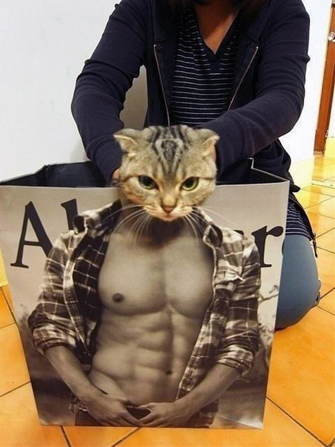 Hilarious cat in Abercrombie bag.