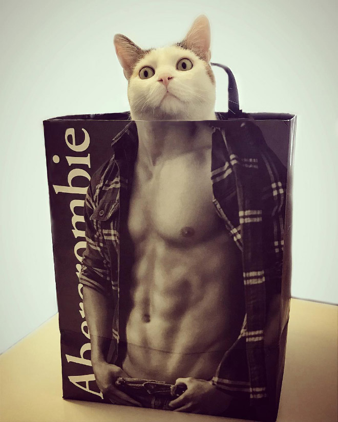 Hilarious cat in Abercrombie bag.