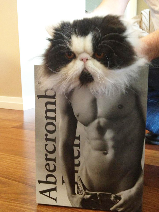 Hilarious cat in Abercrombie bag.