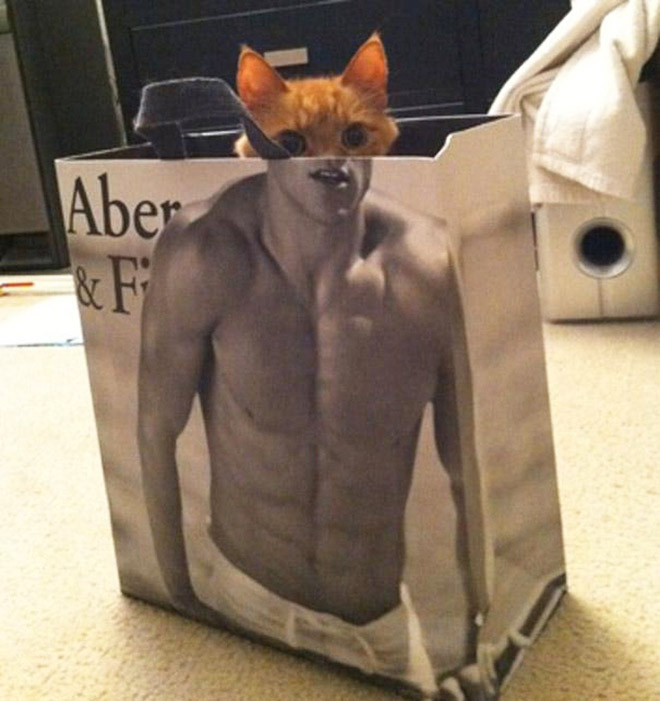 Hilarious cat in Abercrombie bag.