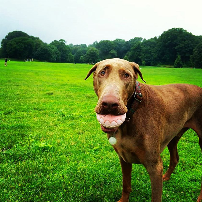 Teeth ball is the funniest dog toy ever.