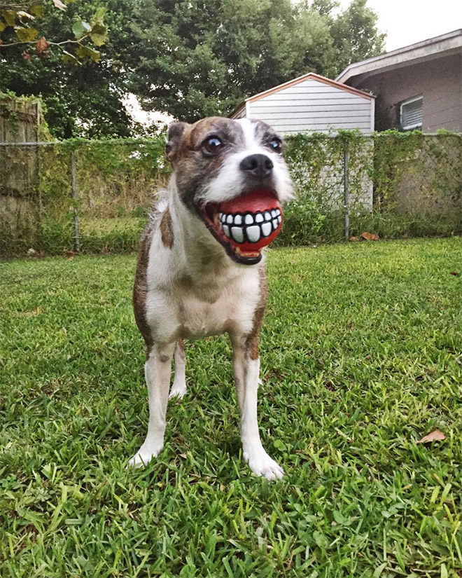 Teeth ball is the funniest dog toy ever.