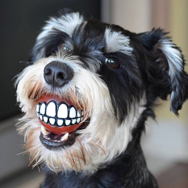 Teeth ball is the funniest dog toy ever.