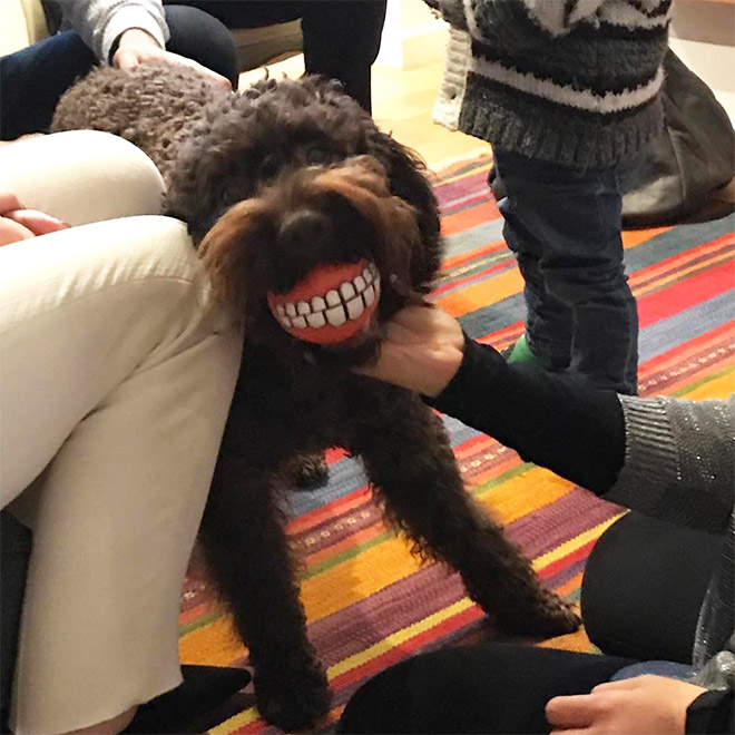 Teeth ball is the funniest dog toy ever.