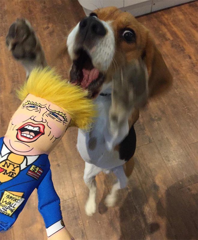 Dog attacking Donald Trump.