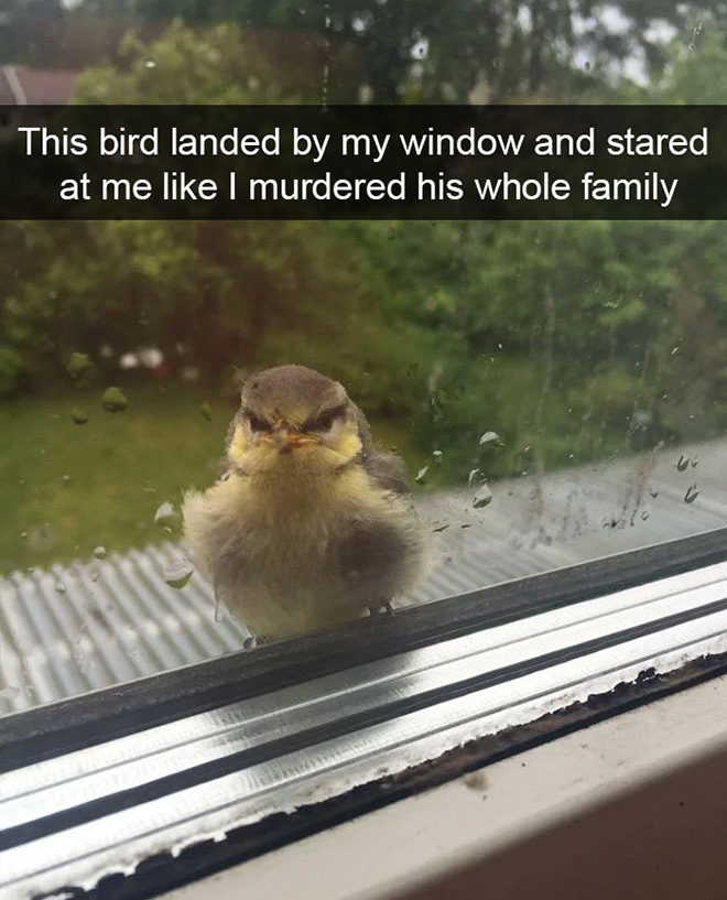 Hilarious bird snapchat.