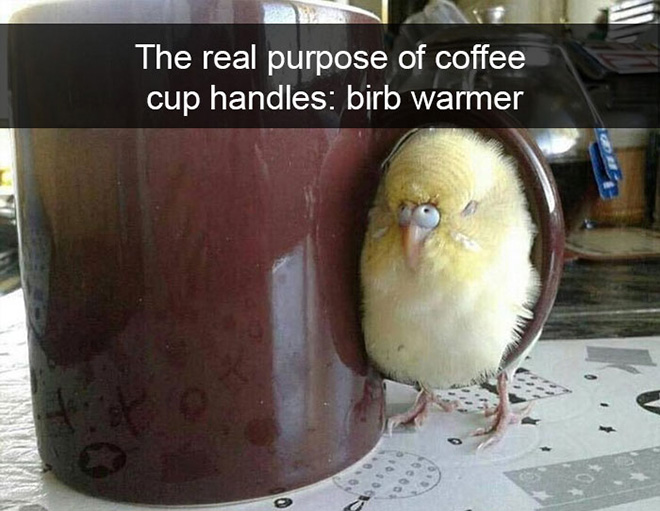 Hilarious bird snapchat.