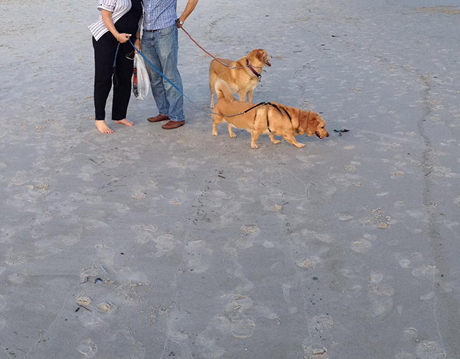 Funny failed dog panoramic photo.