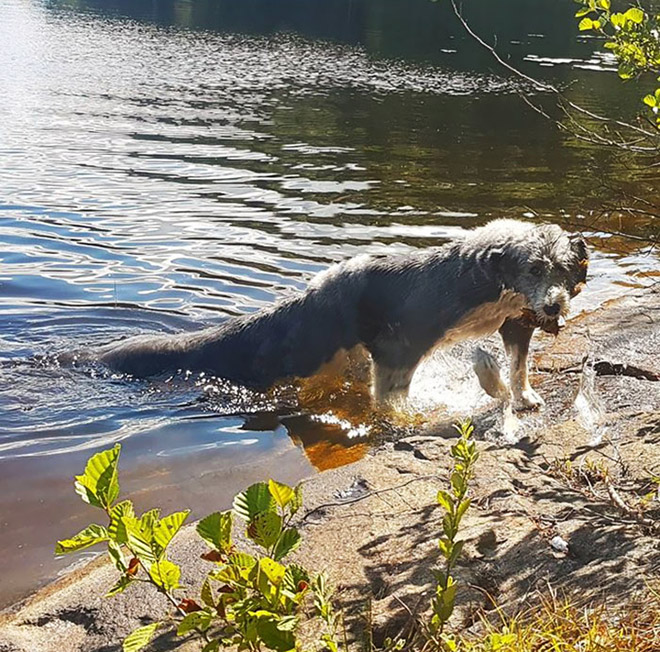 Funny failed dog panoramic photo.