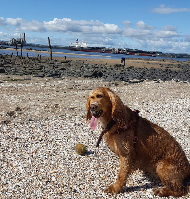 Funny failed dog panoramic photo.