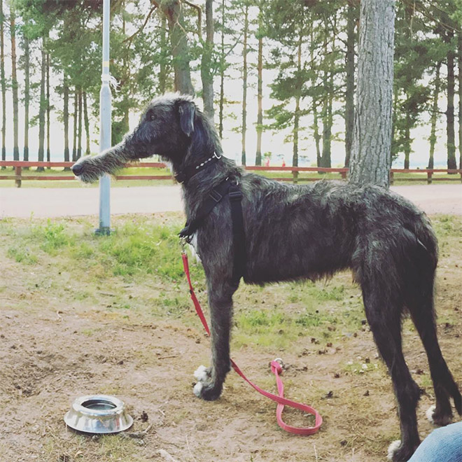 Funny failed dog panoramic photo.