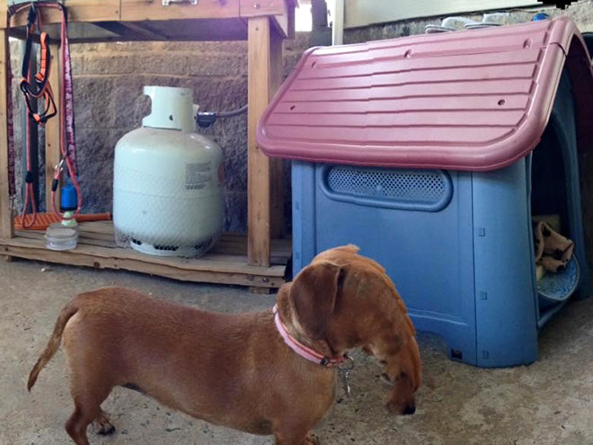 Funny failed dog panoramic photo.