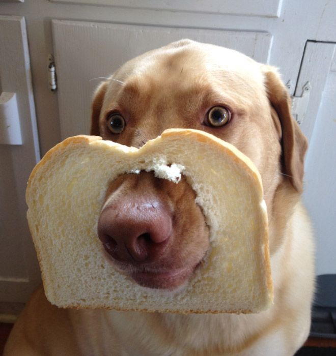 Inbread dog.